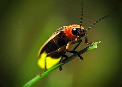 Firefly.org | Firefly & Lightning Bug Facts, Pictures, Information About Firefly Insect ...