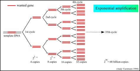 Very popular images: For other uses see PCR