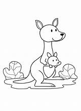 60  Kangaroo Coloring Pages Free Printable PDF JPG PNG & Online sketch template