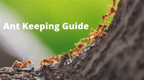 Beginner Friendly Ant Keeping Guide [Start YOUR Ant Farm] » The Ant-Keeper