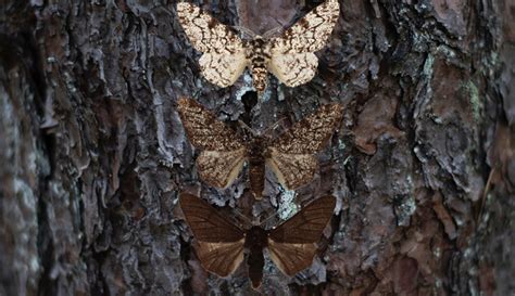 Species variation game: peppered moth lucky landing | Natural History ...