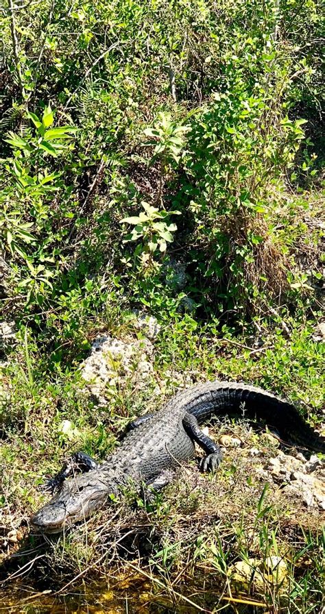 Everglades Swamp Tours (Everglades Wildlife Management Area) - 2019 All ...