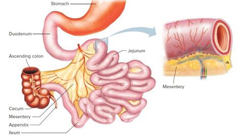 Small Intestine Cancer - Causes, Symptoms, and Treatment Options