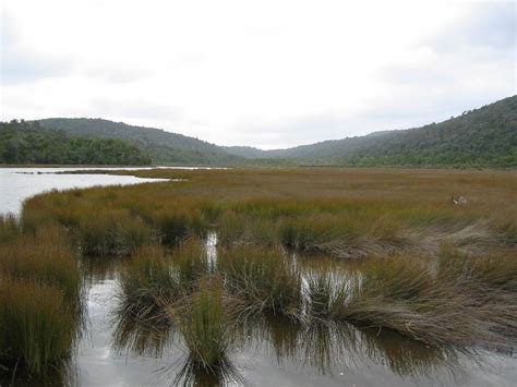 PPT - Estuary Biome PowerPoint Presentation - ID:309861