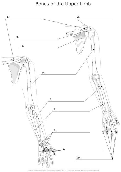 Upper Limb Bone Diagram