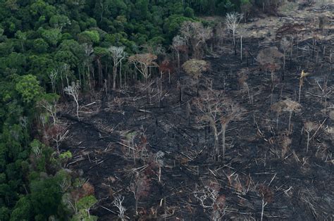 Amazon deforestation increases by record 25% in 1st half of 2020 | Daily Sabah