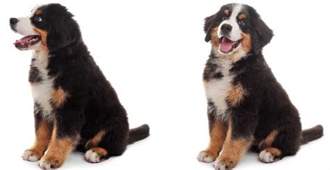 Do Bernese Mountain Dogs Shed | Bernese Mountain Dog Shedding