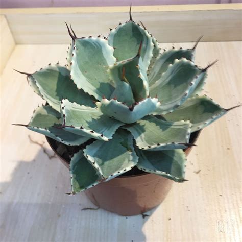 #Plant - Agave, Furniture & Home Living, Gardening, Plants & Seeds on ...