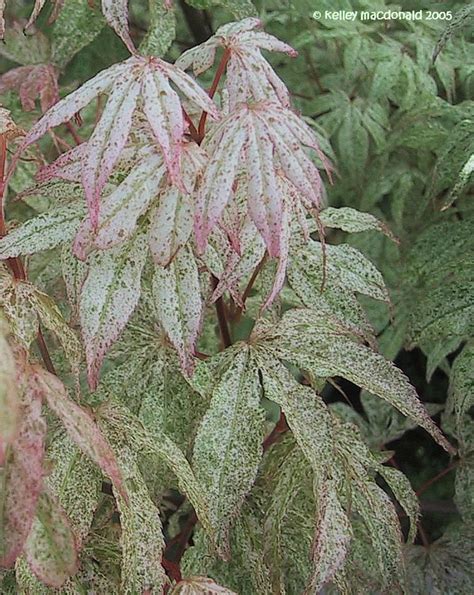 PlantFiles Pictures: Japanese Maple 'Ukigumo' (Acer palmatum) by DaylilySLP | Japanese maple ...