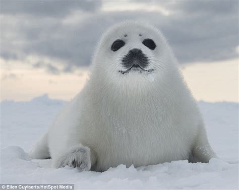 Photographer Ellen Cuylaerts captures baby seals days old rolling in the snow | Daily Mail Online