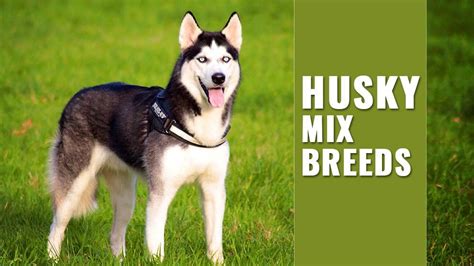 Husky Mix Breeds That Are Amazingly So Cute You Could Gobble Them - Petmoo