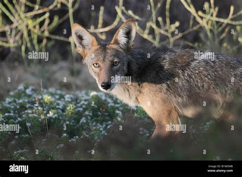 Coyote in the wild Stock Photo - Alamy