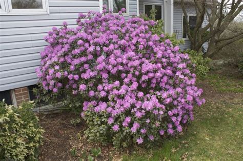 Rhododendron – Gammon's Garden Center & Landscape Nursery