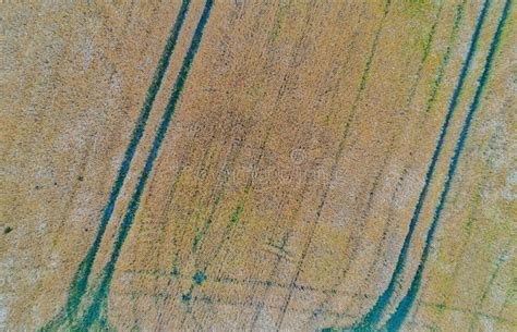 Drone Flight And Aerial View Over A Corn Field Stock Photo - Image of agricultural, cornfield ...