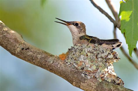 Hummingbird Nests: What You Should Know - Birds and Blooms