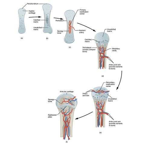 Endochondral ossification | Radiology Case | Radiopaedia.org | Radiology, Medical illustration ...