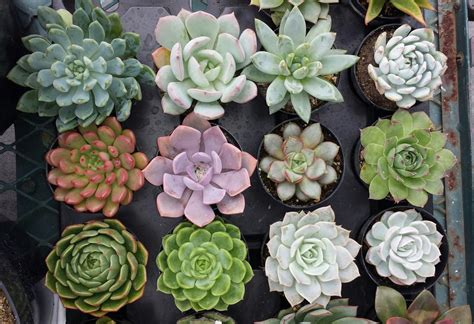 Succulent Plant. Group of 15 Assorted Succulent Plants in Their Pots ...