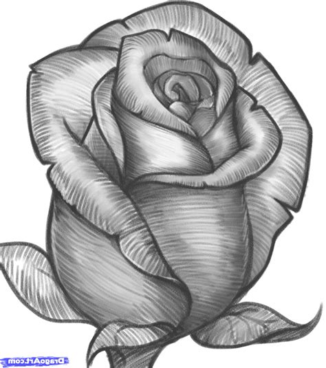 Pencil Drawing Rose Flower - bestpencildrawing