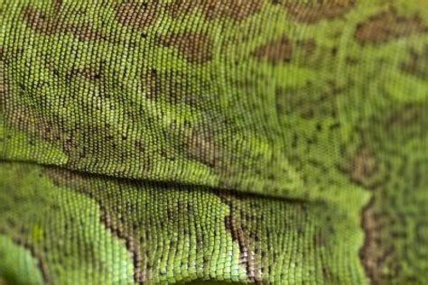 lizard skin | Textures patterns, Skin textures, Nature