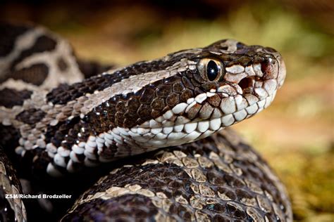 Eastern massasauga rattlesnake FACT: This snake is one of only two ...