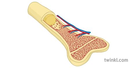 Irregular Bones: Function, Facts, and More! Teaching Wiki