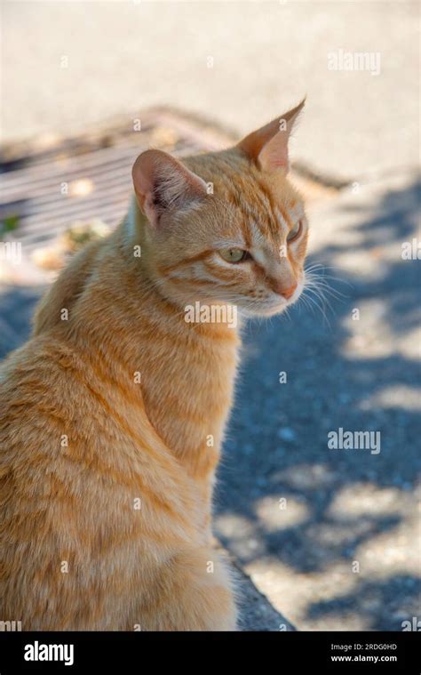 Orange tabby cat Stock Photo - Alamy