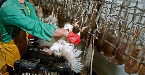 Prevalence of Stunning Methods in Broiler Chicken Slaughter in the ...