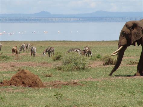 African Savanna Community Web | National Geographic Society