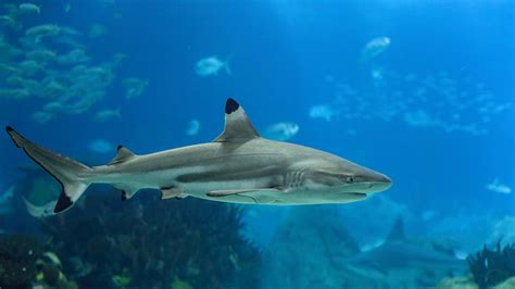 The Reef Shark: Exploring the Mysterious Species - Scuba.com