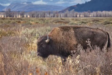 American Bison Facts for Kids - Education site