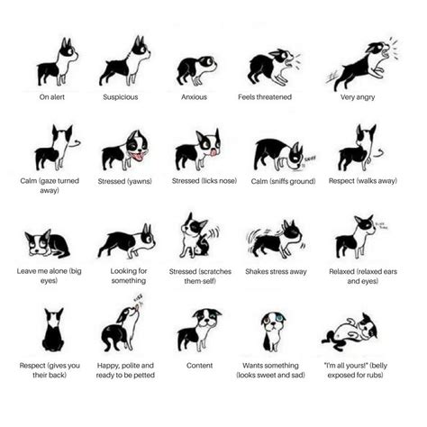 Dog Body Language and Calming Signals