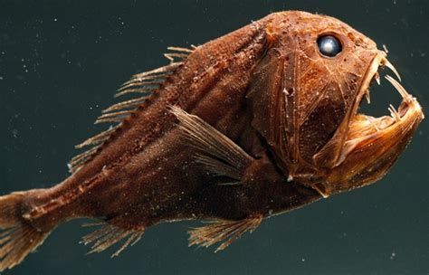 15+ Horrifying Creatures of the Deep Sea | HorizonTimes | Page 17