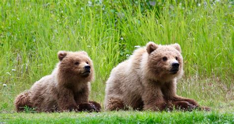 Grizzly Bear cubs relaxing in the sun : r/pics