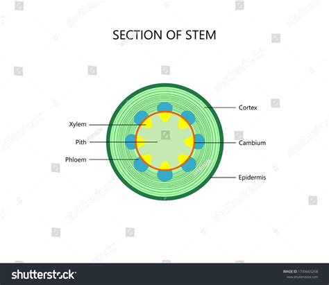 938 Plant Stem Diagram Images, Stock Photos & Vectors | Shutterstock