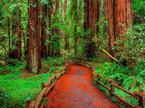 The Giant Sequoia Trees of North America