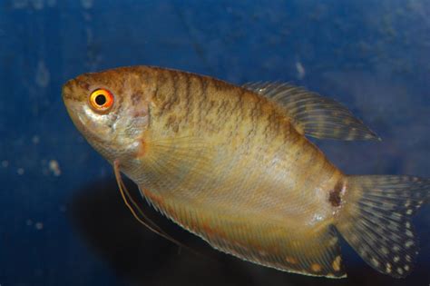 Golden Three-spot Gourami (Trichopodus trichopterus) | Henry Hartley