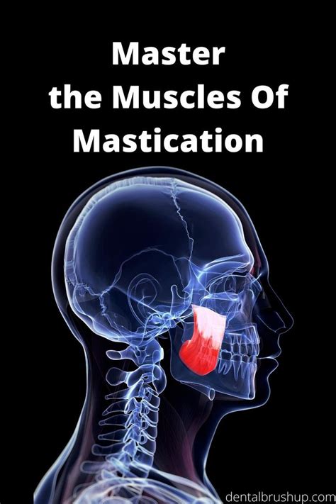 The muscles of Mastication are an integral part of the body. They play ...