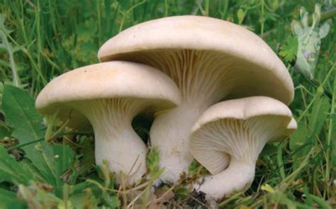 Pleurotus eryngii - Alchetron, The Free Social Encyclopedia