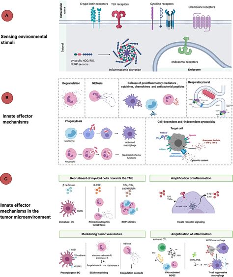 Frontiers | Innate Immune Defense Mechanisms by Myeloid Cells That Hamper Cancer Immunotherapy