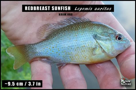 Redbreast Sunfish (Lepomis auritus) — Koaw Nature