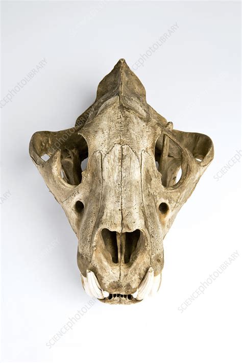 Tiger skull - Stock Image - C023/6672 - Science Photo Library