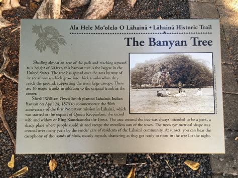 lahaina banyan tree history - Leeanne Guillen