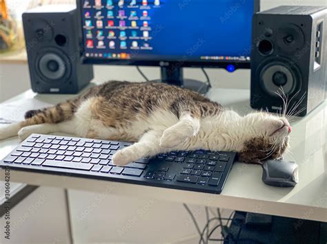 Funny and cute cat pause on a computer in home office Stock Photo | Adobe Stock