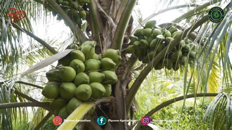 30 Best High Yielding Coconut Tree Varieties - Discover Agriculture