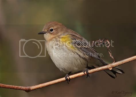 Yellow-rumped Warbler in fall plumage.