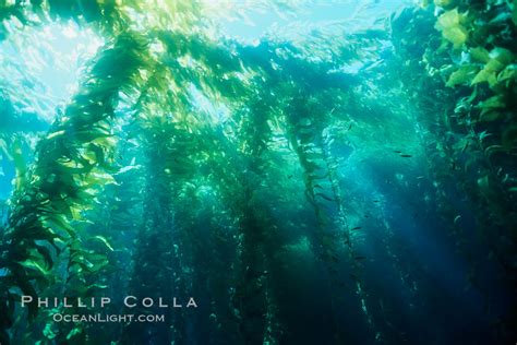 Giant Kelp Photo, Stock Photograph of a Giant Kelp, Macrocystis pyrifera, #00268, Phillip Colla ...