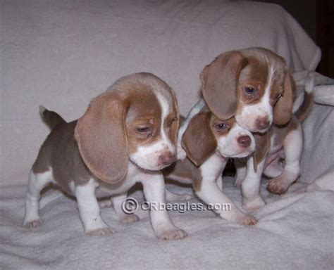 COLORS, UNIQUE BEAGLE COLORS: Khaki, Mocha, Lilac, and Silver