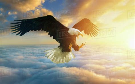 Fierce eagle flying in sunset sky - Stock Photo - Dissolve