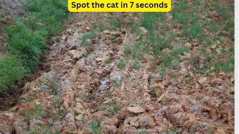 Optical Illusion Observation Test: Can you spot the Cat in the grass in 7 seconds?