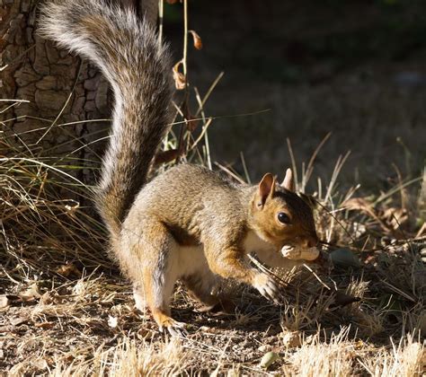 A Squirrel Eating a Peanut · Free Stock Photo